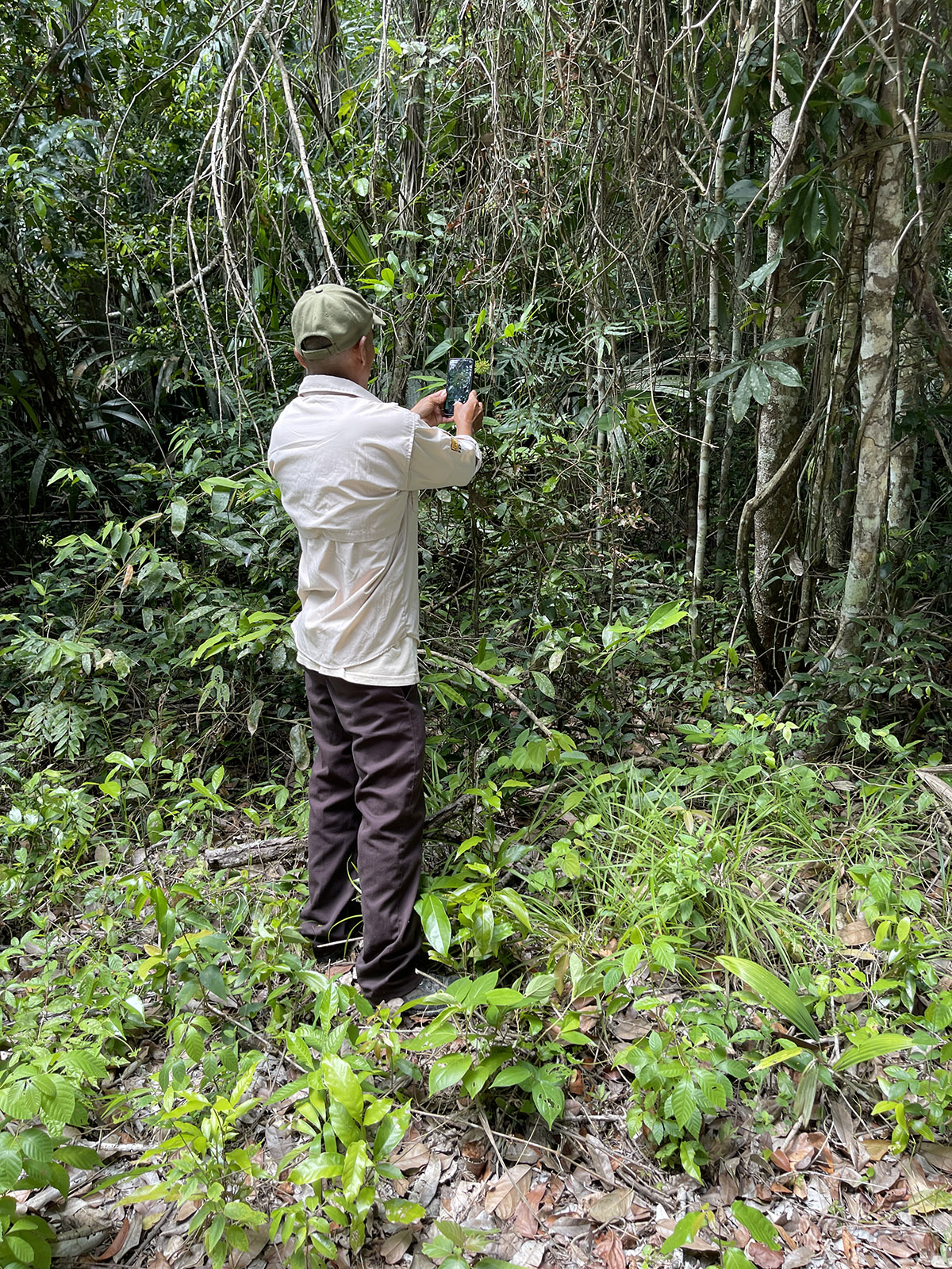  Yaxha-road-to-Nakum-park-ranger-taking-snapshots-of-plants-iPhone-12pro-Jun-30-2021