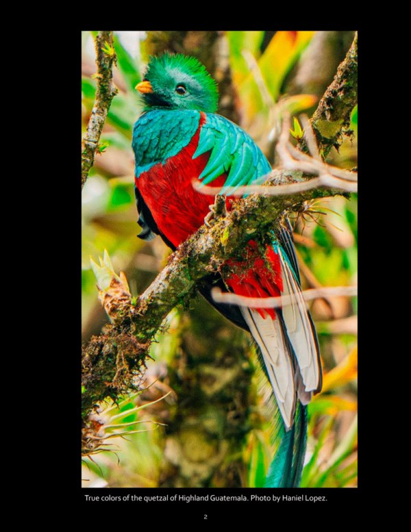 Blue-Quetzal-Birds-Museo-Popol-Vuh-Universidad-Francisco-Marroquin-May-202