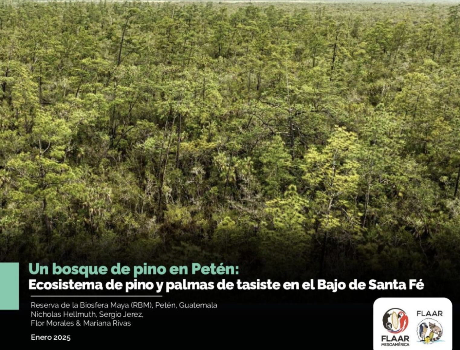 El-Pinal-pine-forest-and-tasiste-palm-outside-Tikal-park-PANAT-May-15-2023-Nicholas-Hellmuth-et-al-FLAAR-Reports-2025