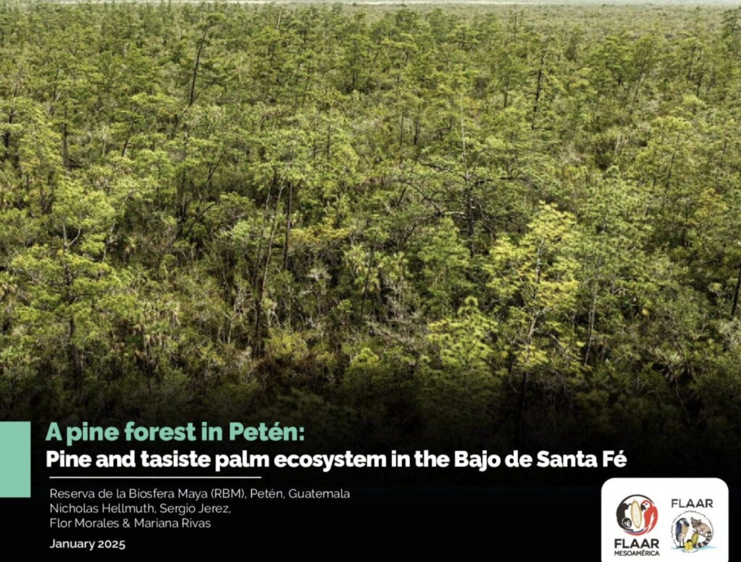 El-Pinal-pine-forest-and-tasiste-palm-outside-Tikal-park-PANAT-May-15-2023-Nicholas-Hellmuth-et-al-FLAAR-Reports-2025