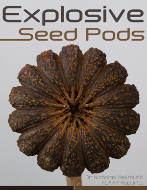 Hura-explosive_seed_pods-Hellmuth-FLAAR-Reports