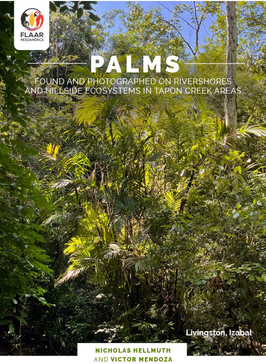 Livingston-palms-December-3-and-4-2020-field-trip-palms-and-faux-palms-JG