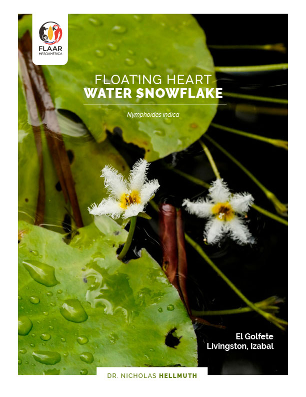 Livingston-report-Nymphoides-indica-waterlily-March-April-2020_Nicholas-Hellmuth