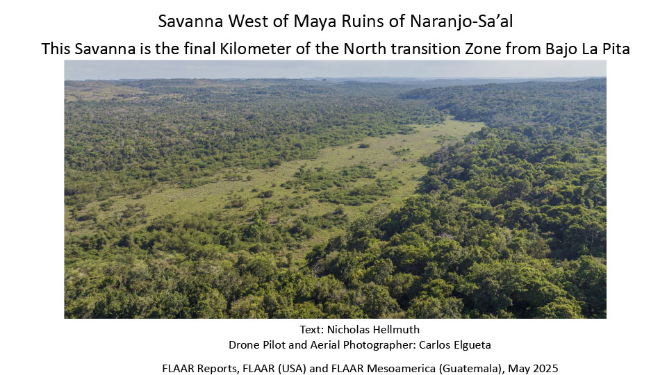 Savanna-West-of-Naranjo-Saal-Bajo-la-Pita-tasiste-palm-Acoelorrhaphe-wrightii-Apr-29-2025-Nicholas-Hellmuth-FLAAR-Reports