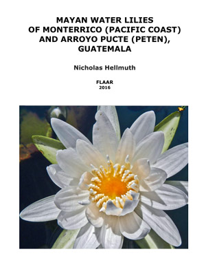 Waterlily-Nymphaea-ampla-Peten-Monterriro-Nicholas-Hellmuth-work-in-progress_FLAAR_Reports-xs