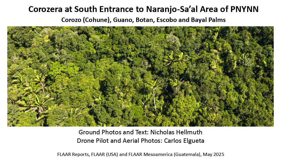 corozera-Sabal-mauritiiformis-at-entrance-to-Naranjo-Saal-PNYNN-RBM-Peten-Apr-28-2025-Nicholas-Hellmuth-FLAAR-Reports