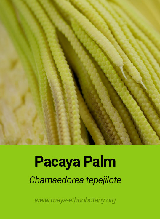 Pacaya Palm chamaedorea tepejilote