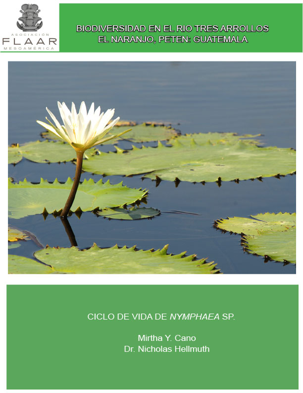 waterlily-Nymphaea-ampla-Ciclo-de-vida-Nicte-Cano-and-Hellmuth-estimated-2008-FLAAR