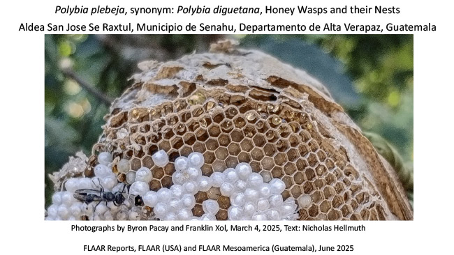 Polybia plebeja honey-wasp nests