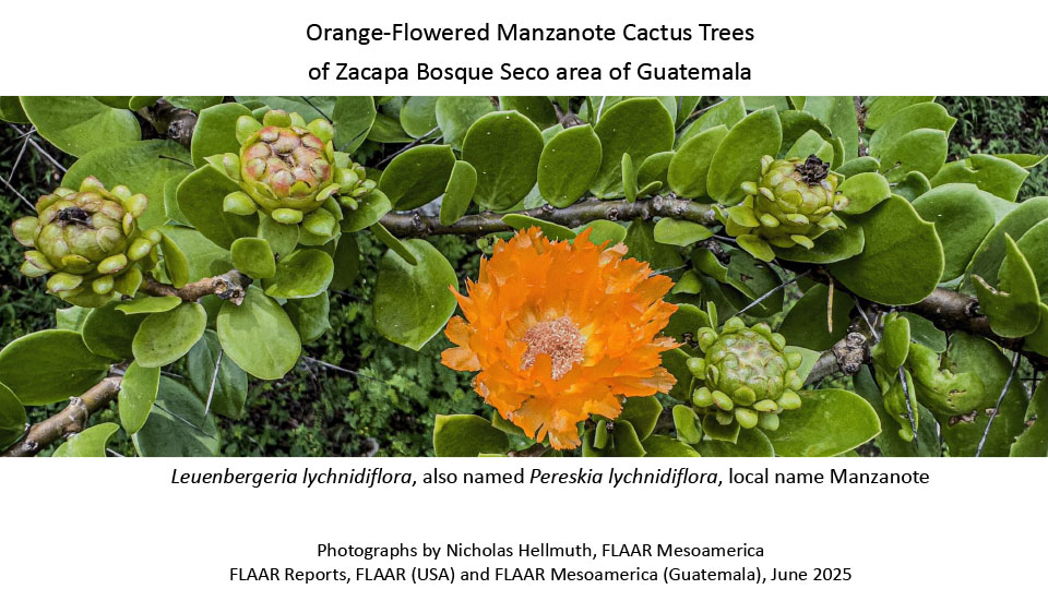 Leuenbergeria-lychnidiflora-Pereskia-lychnidiflora-June-4-13-22-28-29-2023-Zacapa-NH-iPhone-14ProMax-Nicholas-Hellmuth-FLAAR-Reports-Jun-2025-1st-edition