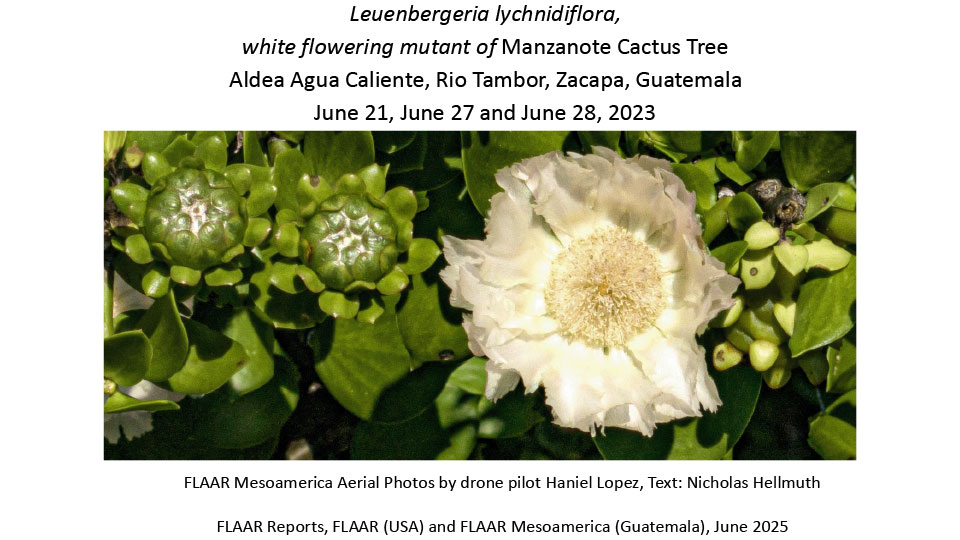 Leuenbergeria-lychnidiflora-Pereskia-lychnidiflora-white-manzanote-cactus-aerial-photos-Haniel-Lopez-JUNE-21-27-28-2023-Nicholas-Hellmuth-FLAAR-Reports-June-2025-1st-edition