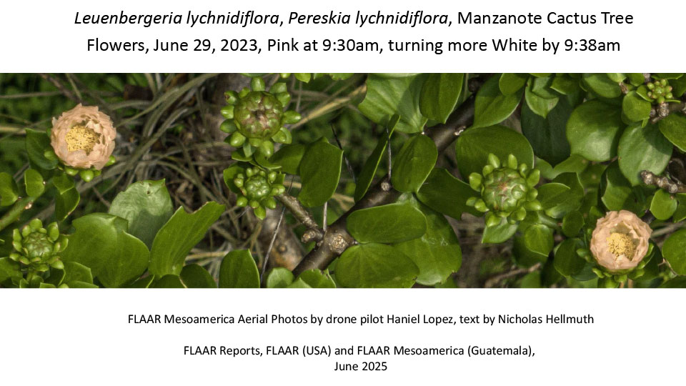 Leuenbergeria-lychnidiflora-Pereskia-lychnidiflora-white-manzanote-cactus-aerial-photos-Haniel-Lopez-JUNE-29-2023-Nicholas-Hellmuth-June-2025-1st-edition-1.jpg