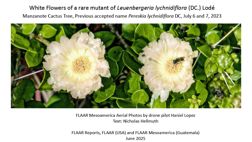 Leuenbergeria-lychnidiflora-Pereskia-lychnidiflora-white-manzanote-cactus-aerial-photos-Haniel-Lopez-Jul-6-and-Jul-7-2023-Nicholas-Hellmuth-FLAAR-2025-1st-edition