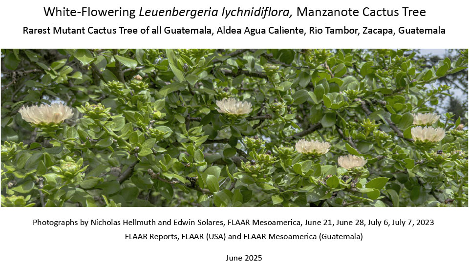 Leuenbergeria-lychnidiflora-white-flower-manzanote-cactus-tree-Pereskia-lychnidiflora-Jun-Jul-2023-Nicholas-Hellmuth-FLAAR-Reports-June-2025-1st-edition