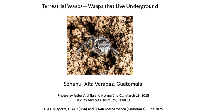 Terrestrial wasps Senahu Alta Verapaz