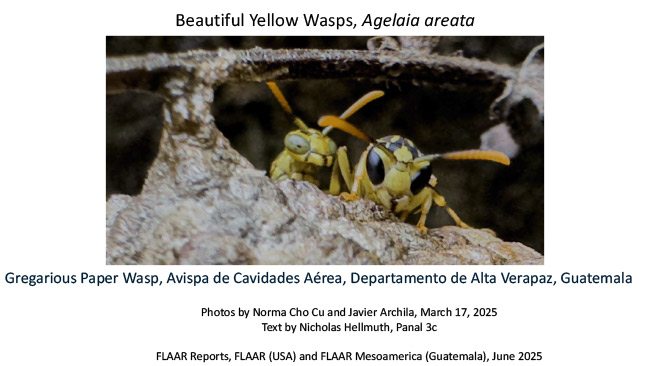 Agelaia areata yellow wasp