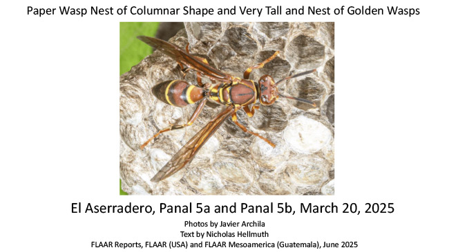 Columnar paper-wasp nests Panal 5a 5b