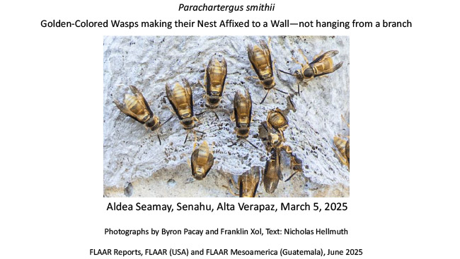 Parachartergus smithii wall nest