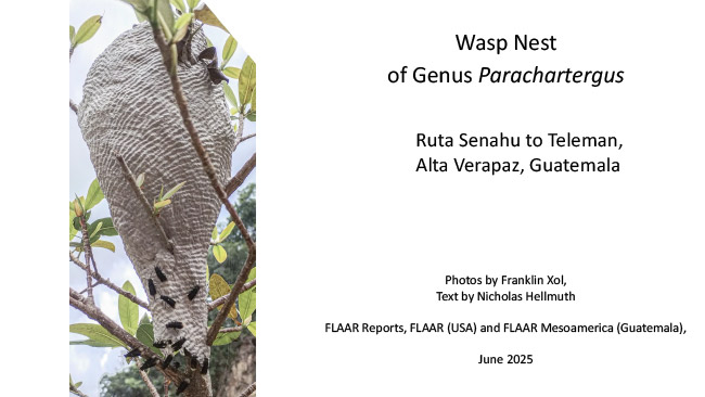 Parachartergus apicalis roadside nests