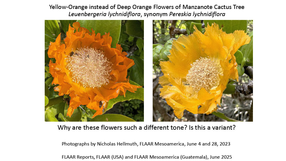 Yellow-Orange-instead-of-Deep-Orange-Flowers-of-Manzanote-Cactus-Tree-Leuenbergeria-lychnidiflora-Pereskia-lychnidiflora-Jun-2023-Nicholas-Hellmuth-FLAAR-Reports-Jun-2025-1st-edition