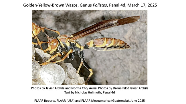 Polistes golden-brown wasps