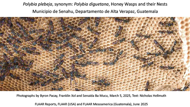 Polybia plebeja honey-wasp nests