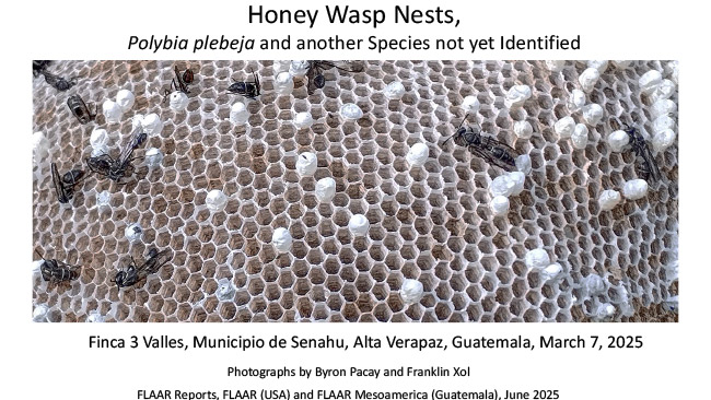 Polybia plebeja honey-wasp nests Finca 3 Valles