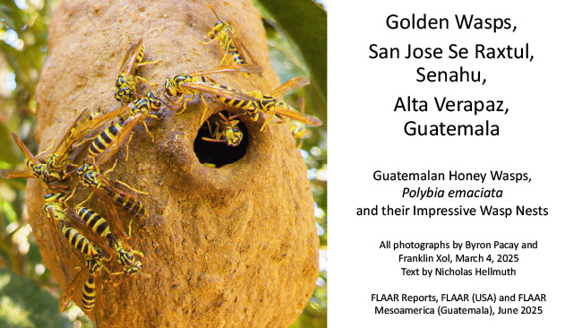 Golden Wasps – Polybia emaciata nests