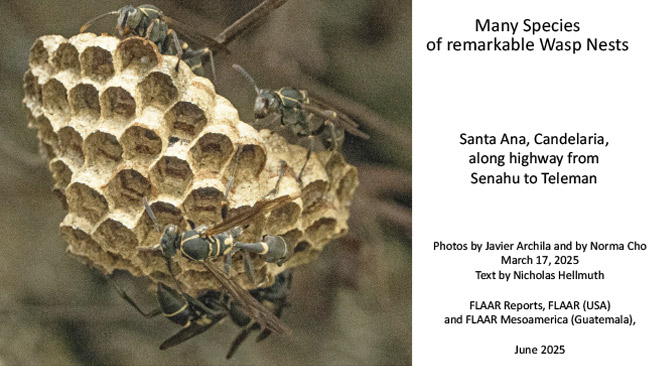 Multiple wasp nest species Senahu Alta Verapaz