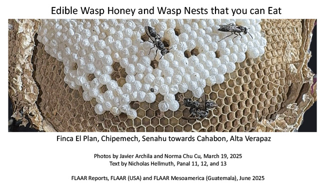 Edible wasp honey and nests