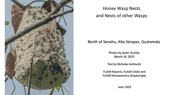 Honey wasp nests north of Senahu