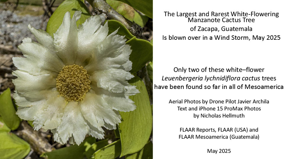 white-flowering-manzanote-tree-Leuenbergeria-lychnidiflora-falls-over-May-2025-Nicholas-Hellmuth-FLAAR-Reports-1st-edition