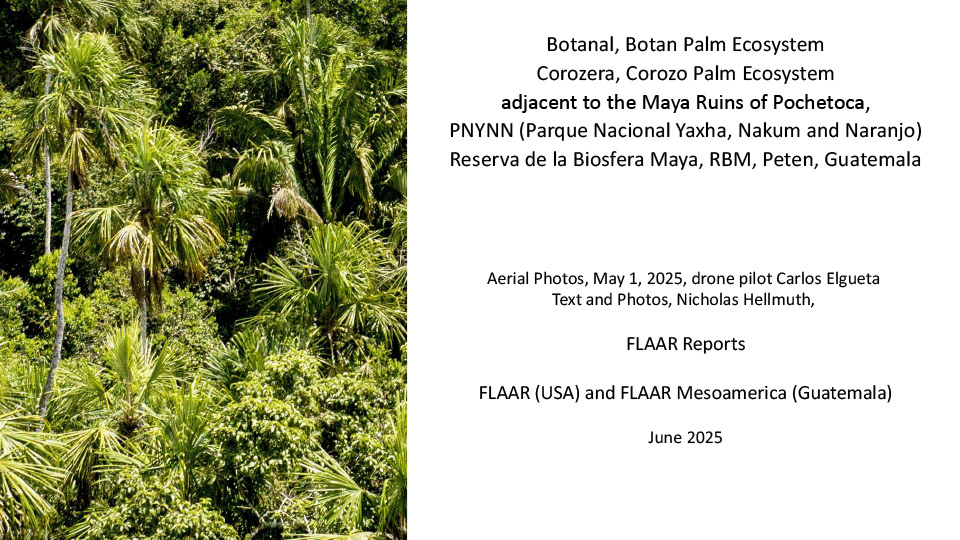 Palm-Paradise-Peten-Corozera-adjacent-to-Pochetoca-May-1-2025-Carlos-Elgueta-FLAAR-Reports-Nicholas-Hellmuth-Jun-2025-1st-edition-1