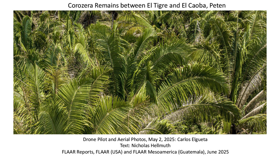 Palm-Paradise-Peten-Corozera-remains-between-El-Tigre-and-El-Caoba-Peten-road-from-Nakum-May-2-2025-Nicholas-Hellmuth-Carlos-Elgueta-Jun-2025-1st-edition-1