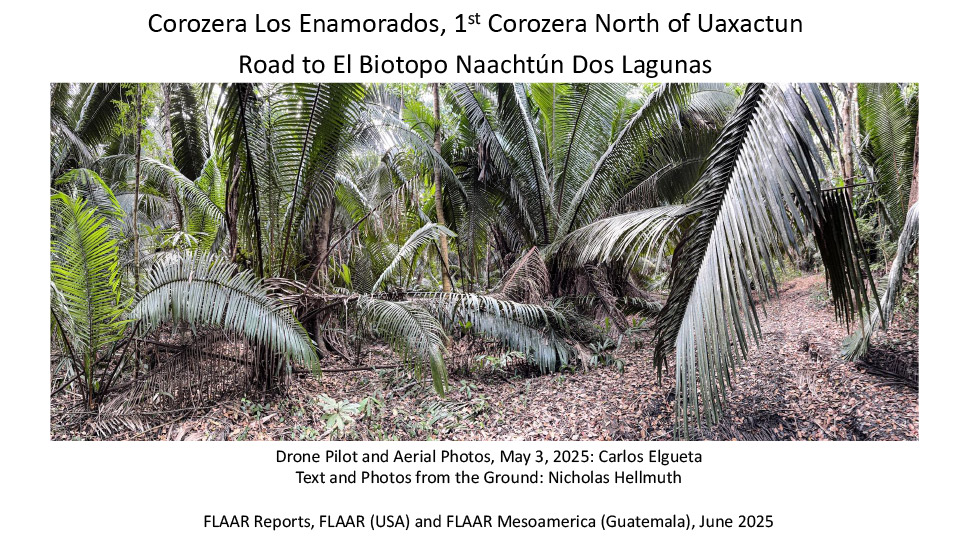 Palm-Paradise-Peten-corozera-1st-Los-Enamorados-north-of-Uaxactun-road-to-Dos-Lagunas-May-2025-NH-1st-edition-1