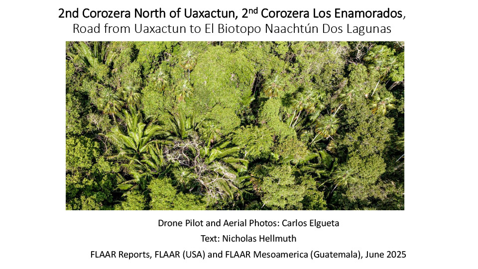 Palm-Paradise-Peten-corozera-2nd-Los-Enamorados-north-of-Uaxactun-road-to-Dos-Lagunas-May-2025-NH-1st-edition-1