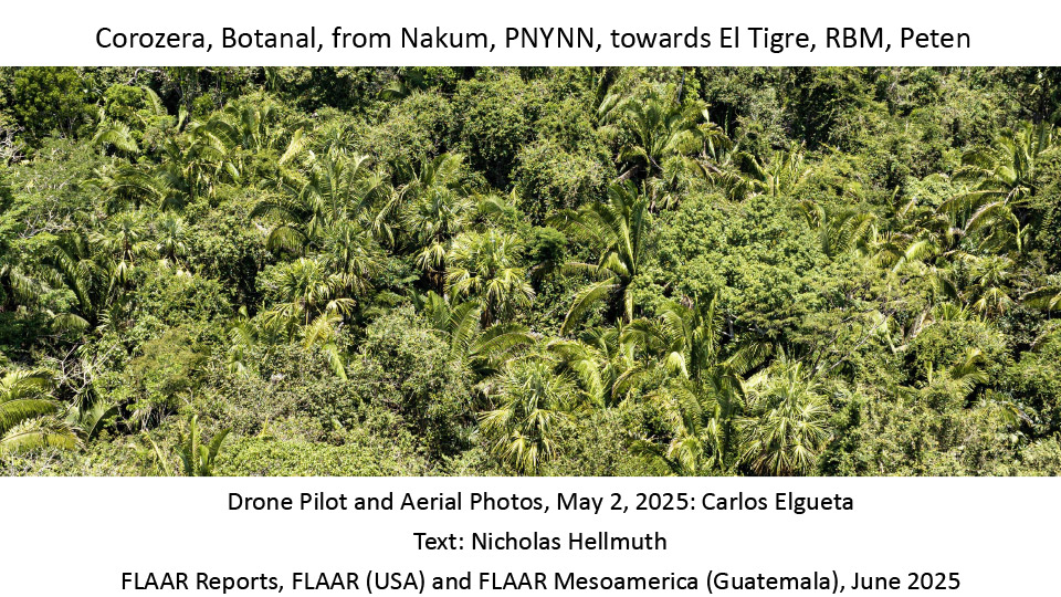 Palm-Paradise-Peten-corozera-botanal-palm-ecosystem-from-Nakum-towards-El-Tigre-May-2-2025-PNYNN-RBM-Peten-Carlos-Elgueta-FLAAR-Reports-Nicholas-Hellmuth-Jun-2025-1st-edition-1