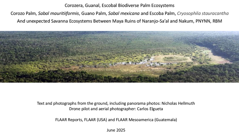 Palm-Paradise-Peten-corozera-guanal-escobal-bayal-savannas-PNYNN-between-Naranjo-Saal-and-Nakum-April-May-2025-Carlos-Elgueta-FLAAR-Reports-Nicholas-Hellmuth-Jun-2025-1st-edition-1