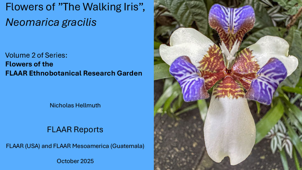 RBM Spider Lily Report