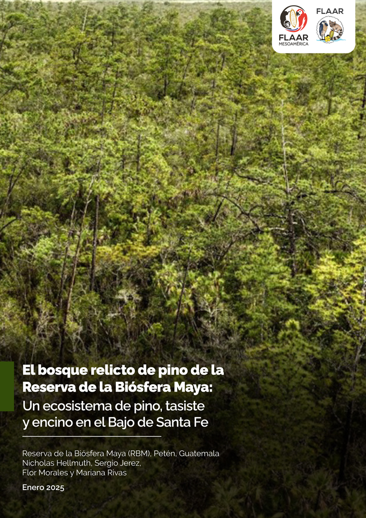 el-bosque-relicto-de-pino-de-la-reserva-de-la-biosfera-maya-un-ecosistema-de-pino-tasiste-y-encino-en-el-bajo-de-santa-fe-cover
