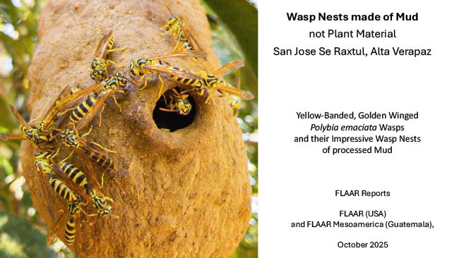 Mud Wasps – Polybia emaciata nests